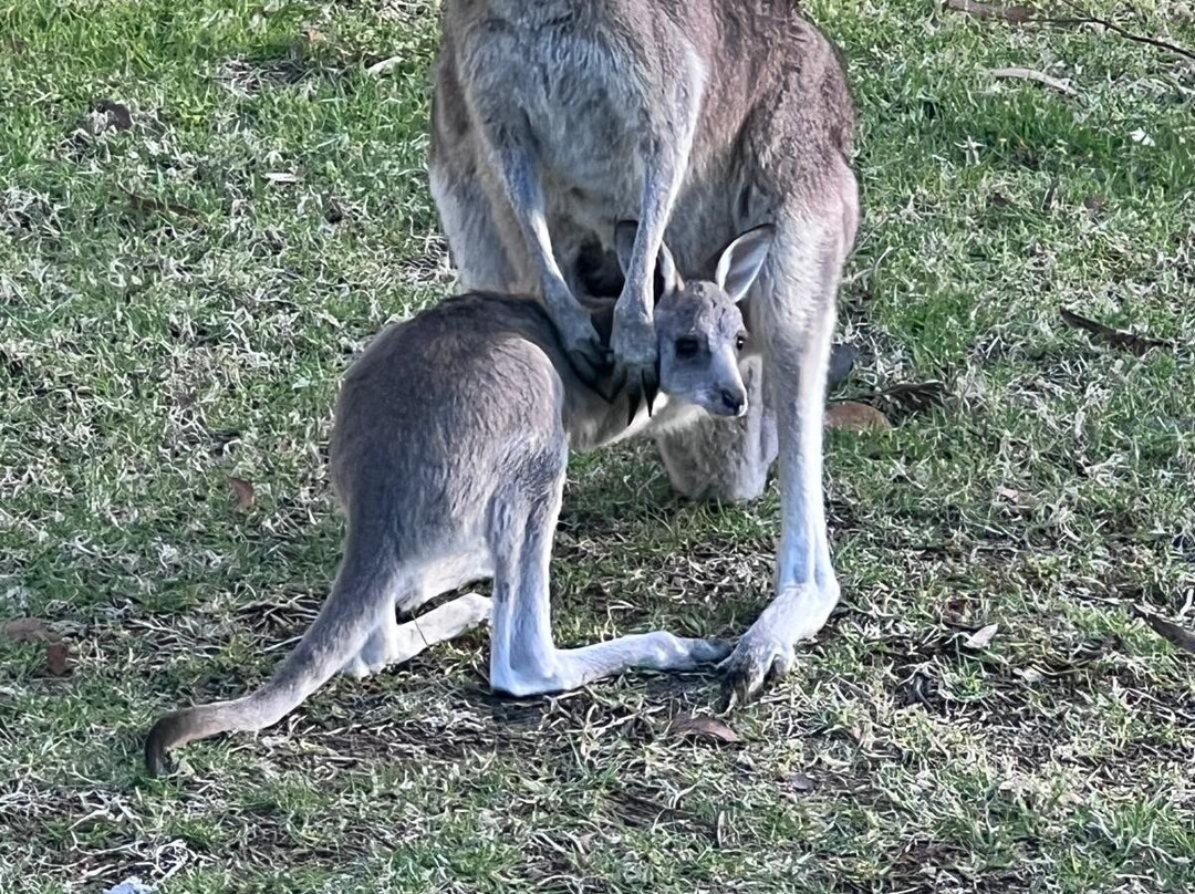Kangaroo Encounters Guided Tours-尼尔森湾必去景点