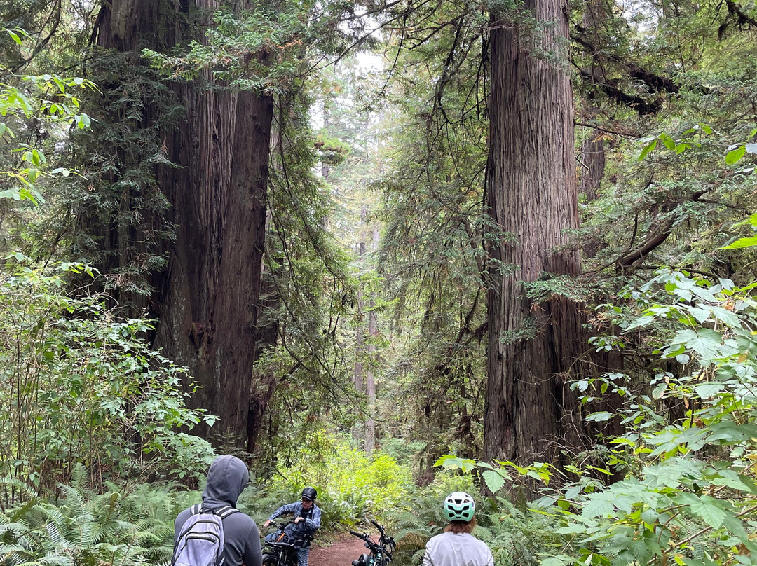 Wildtrail Tours-Arcata必去景点