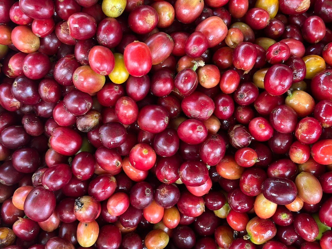 Hane Coffee-布埃纳维斯塔必去景点