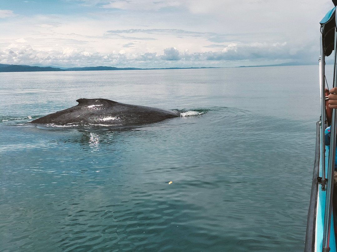 Changing Tide Tours-希门尼斯港必去景点