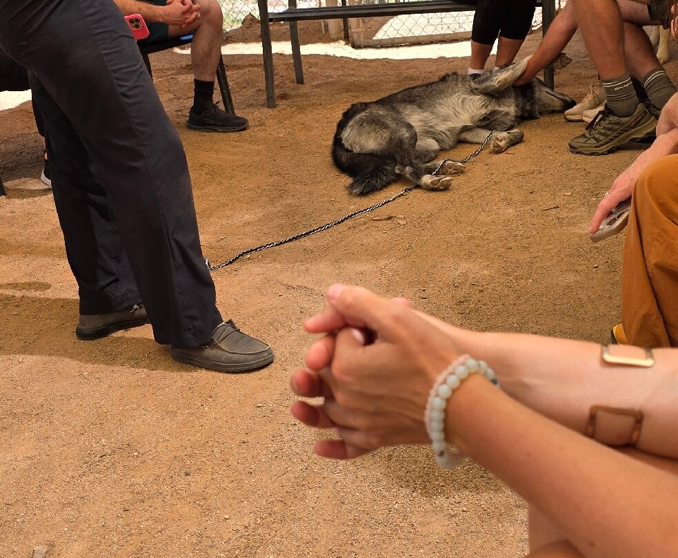 Sedona Wolf Sanctuary-Rimrock必去景点