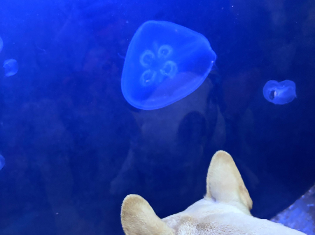 Oceanarium And Education Center-巴港必去景点