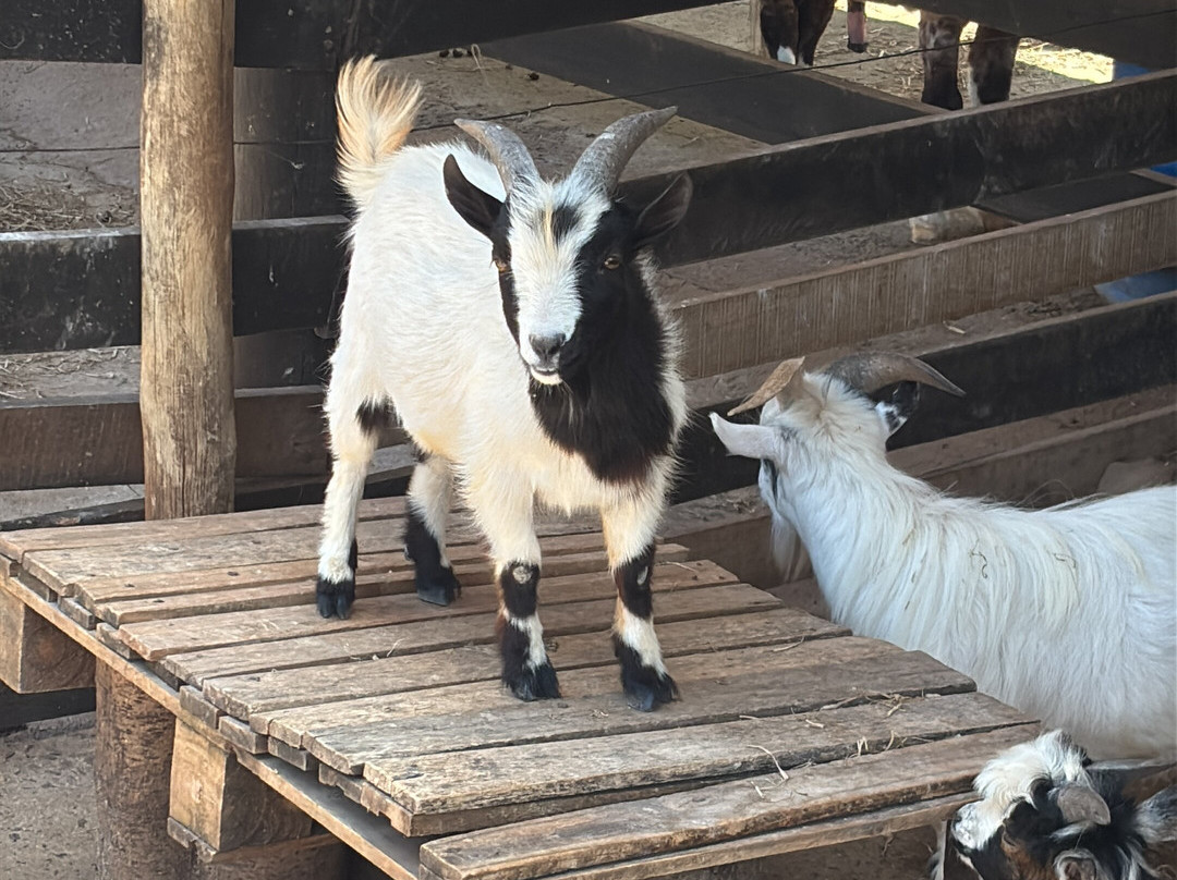 Fazendinha Zoomix-Franca必去景点