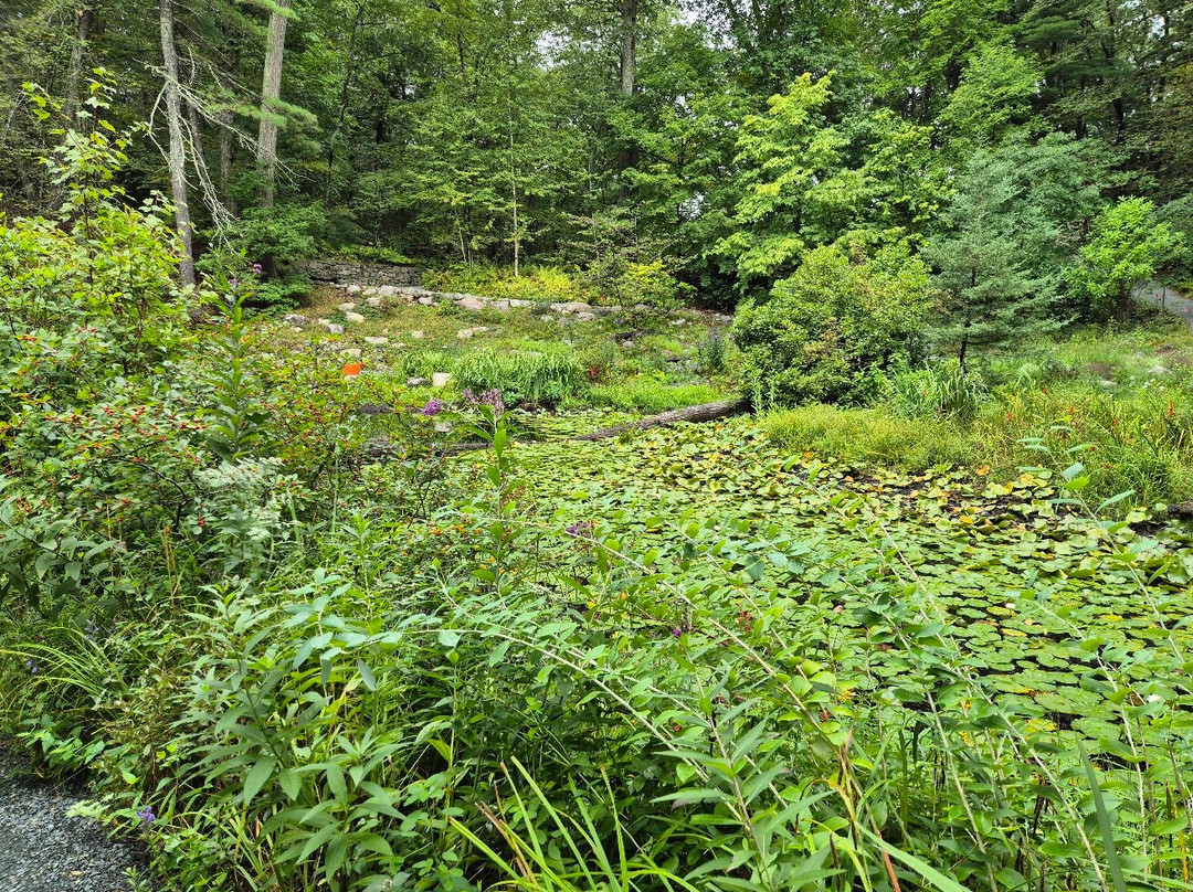 New England Wild Flower Society Garden in the Woods-弗雷明汉必去景点