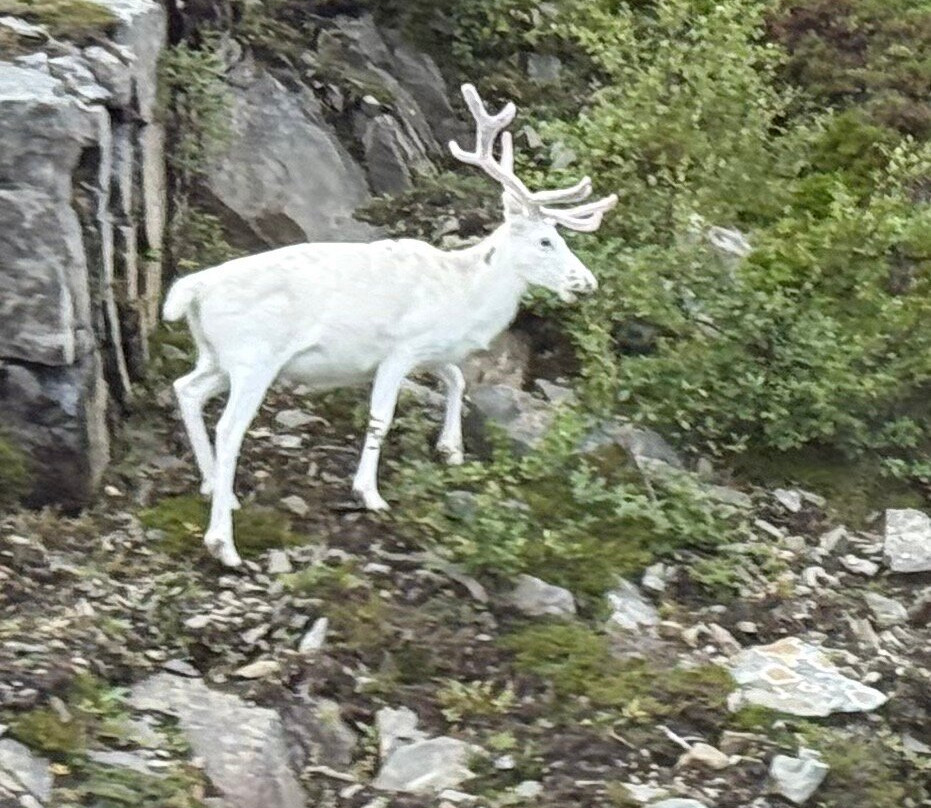 Blue Puffin-霍宁斯沃格必去景点