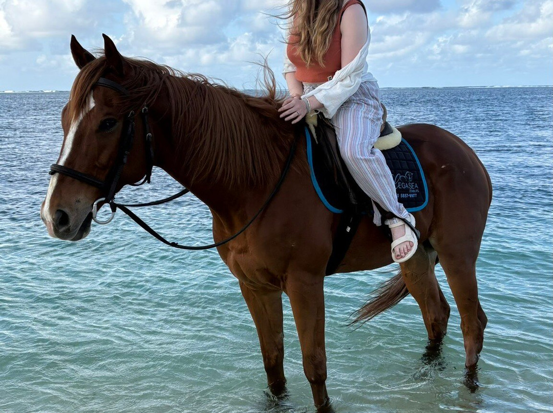 Legasea Stables Mauritius-Quatre Cocos必去景点