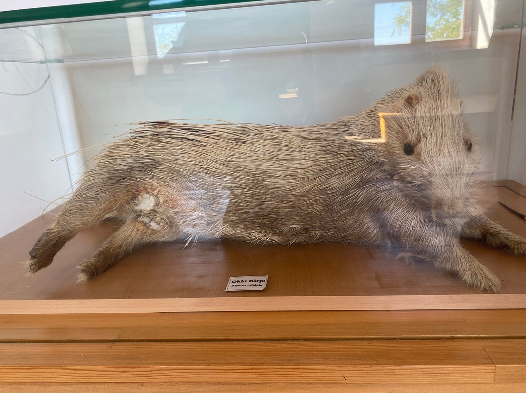 Tarihi Doğanbey köyü müzesi-Soke必去景点