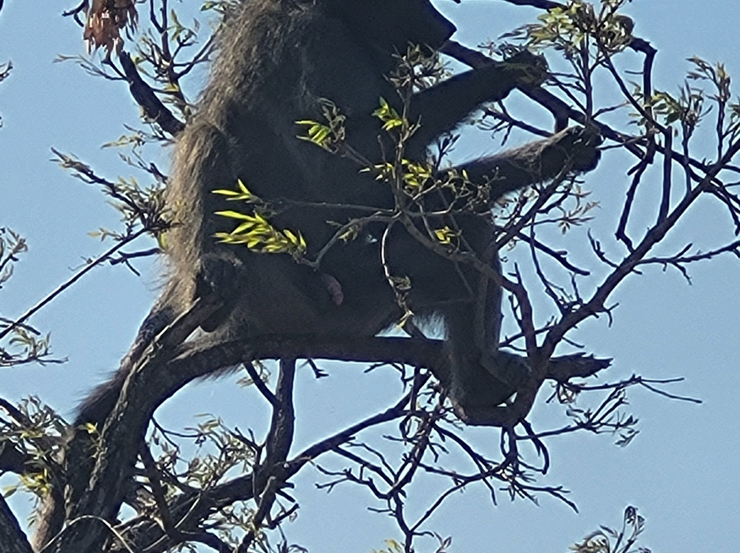 Legend Safaris-克鲁格国家公园必去景点