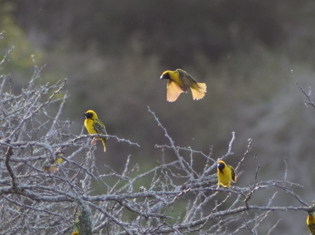 Dogs 4 Wildlife-赫卢赫卢韦必去景点