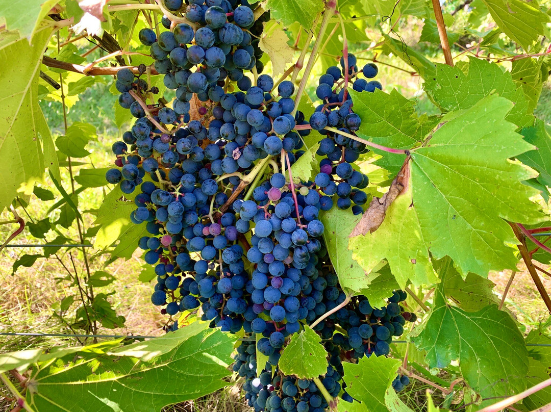 Grape Mill Vineyard and Winery-East Grand Forks必去景点