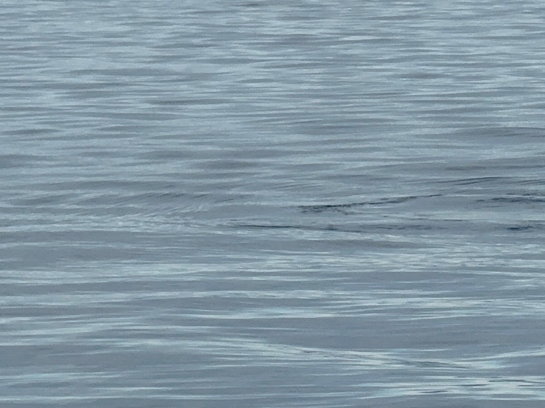 Outer Island Excursions-Anacortes必去景点