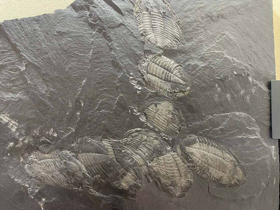 Museu Das Trilobites-阿洛卡必去景点