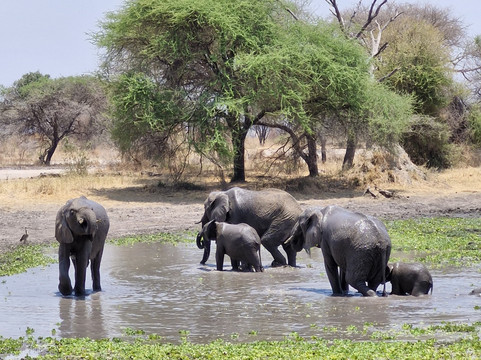 Ndarasi Safari-阿鲁沙必去景点