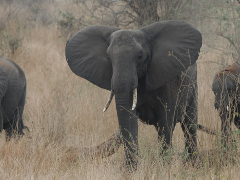 Gladys Adventure & Safari-莫西必去景点