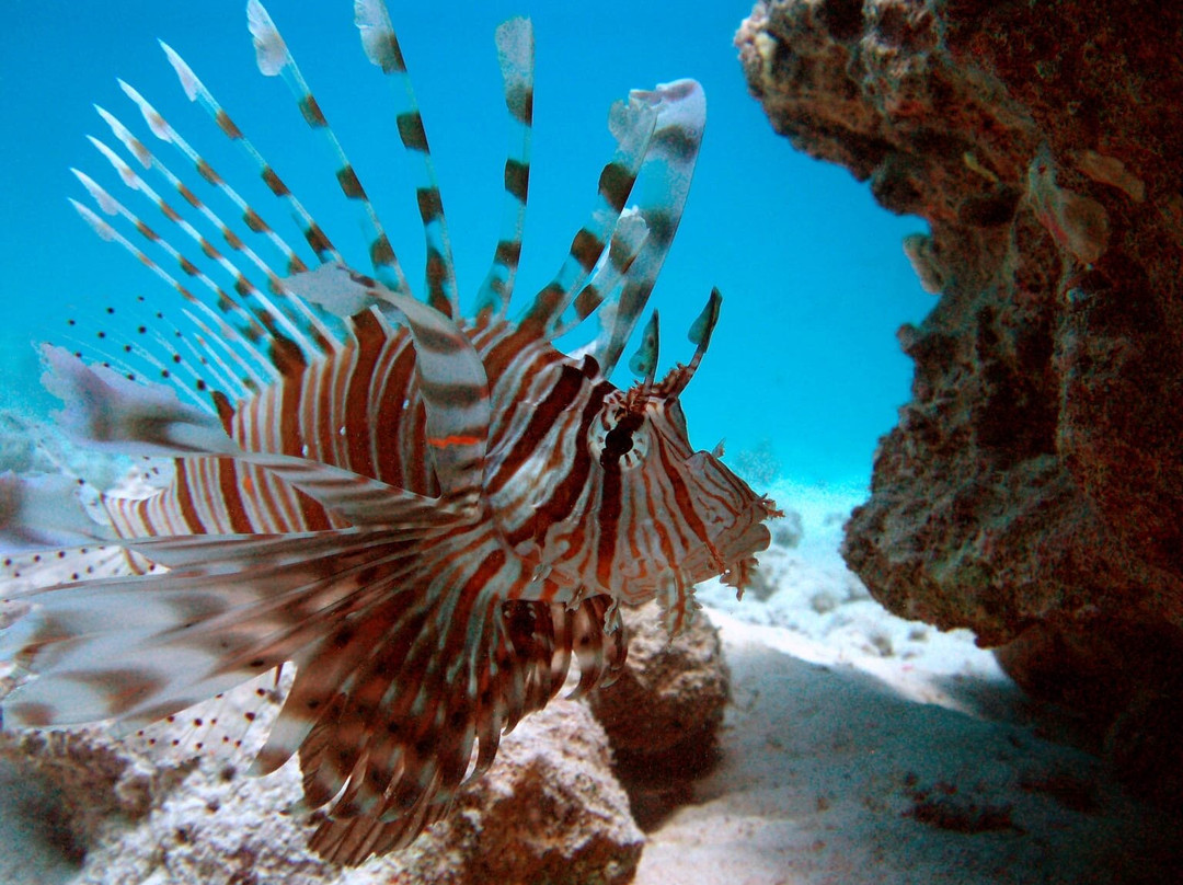 Bibo Viaggi-沙姆沙伊赫必去景点