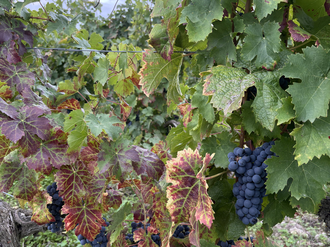 Domaine Charles Joguet-Sazilly必去景点