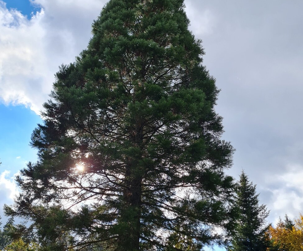 Weltwald-弗赖辛必去景点