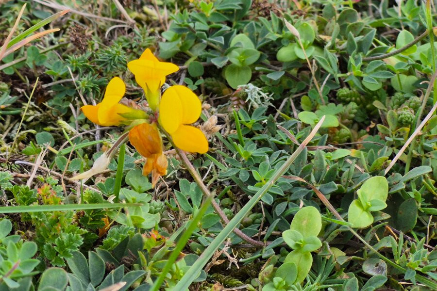 Landguard Nature Reserve-费力克斯托必去景点