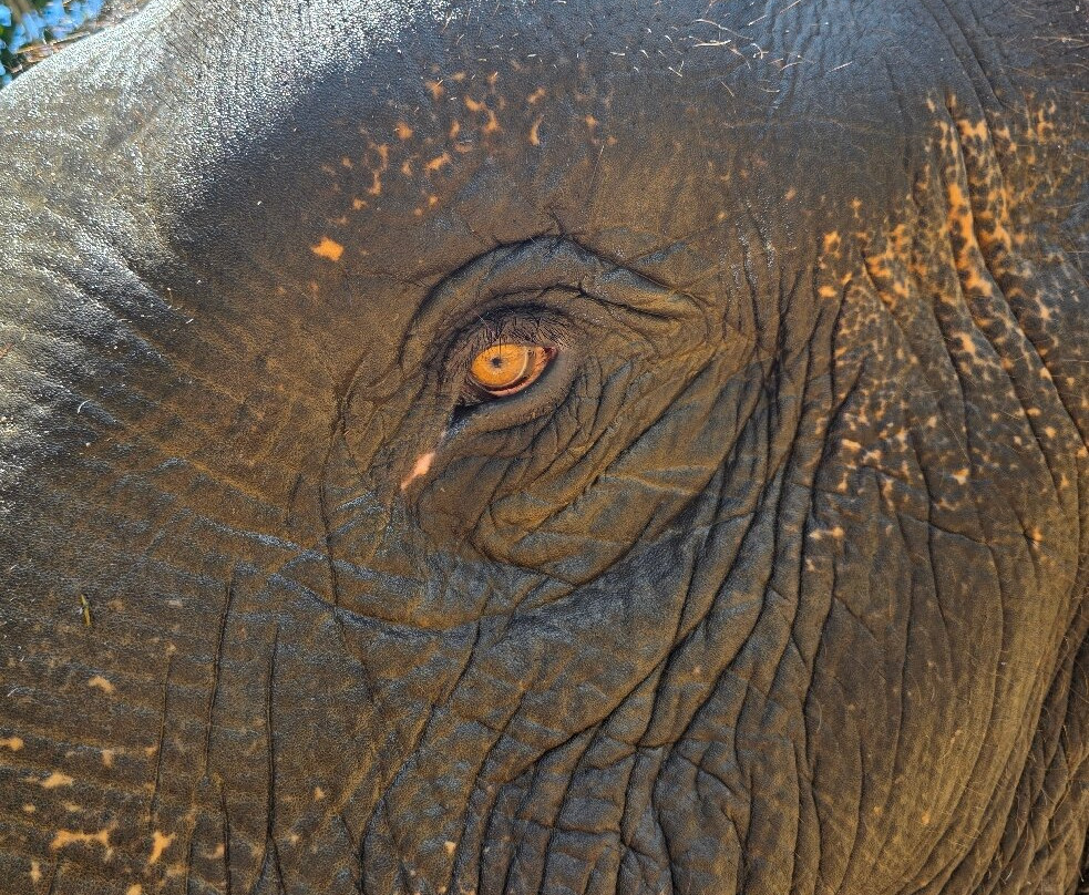 Samui Elephant Spa-苏梅岛必去景点