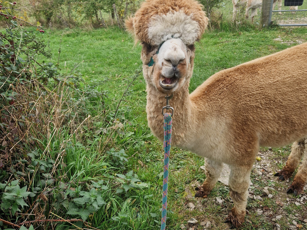 Brackenfield Alpacas-马特洛克必去景点