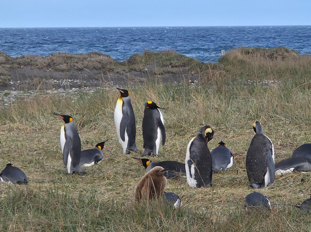 Parque Pinguino Rey-Porvenir必去景点
