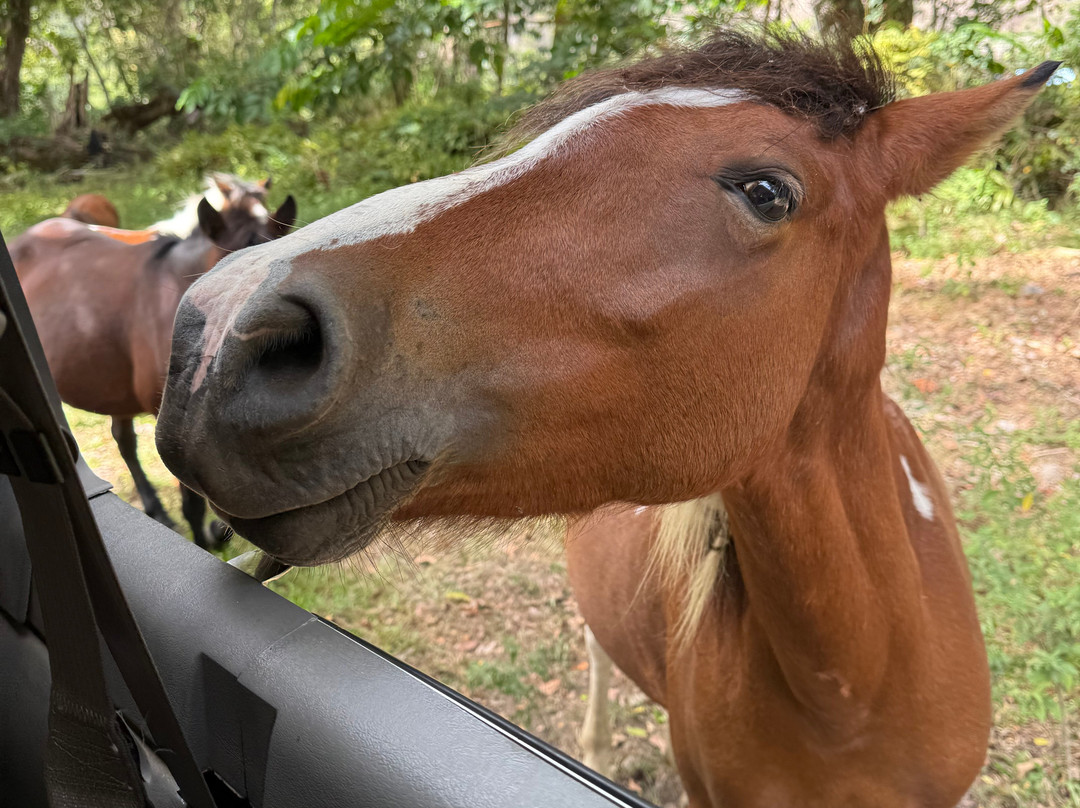 Waipio Valley Shuttle-库库伊哈尔必去景点