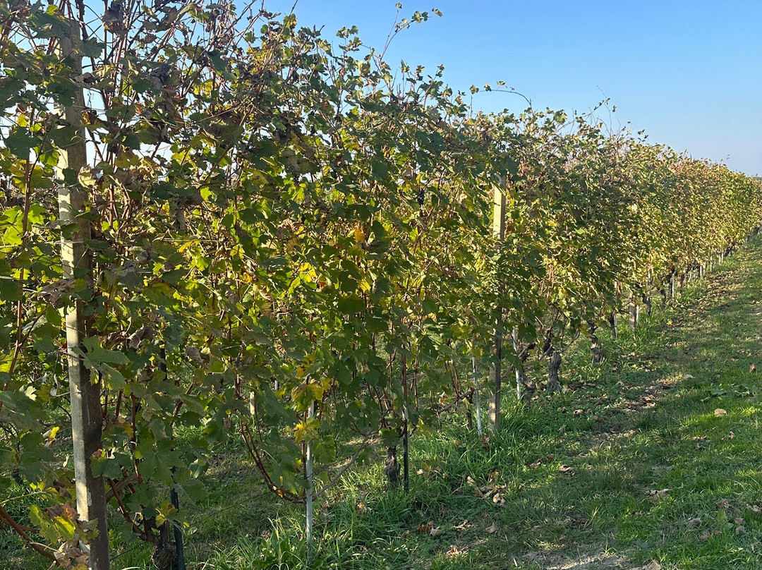 Poderi Gianni Gagliardo-拉莫拉必去景点
