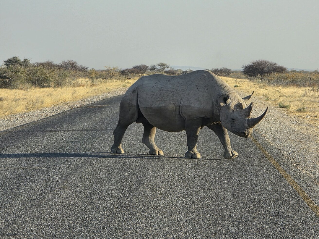 Born in Etosha Self-Drive Private Tours-Okaukuejo必去景点