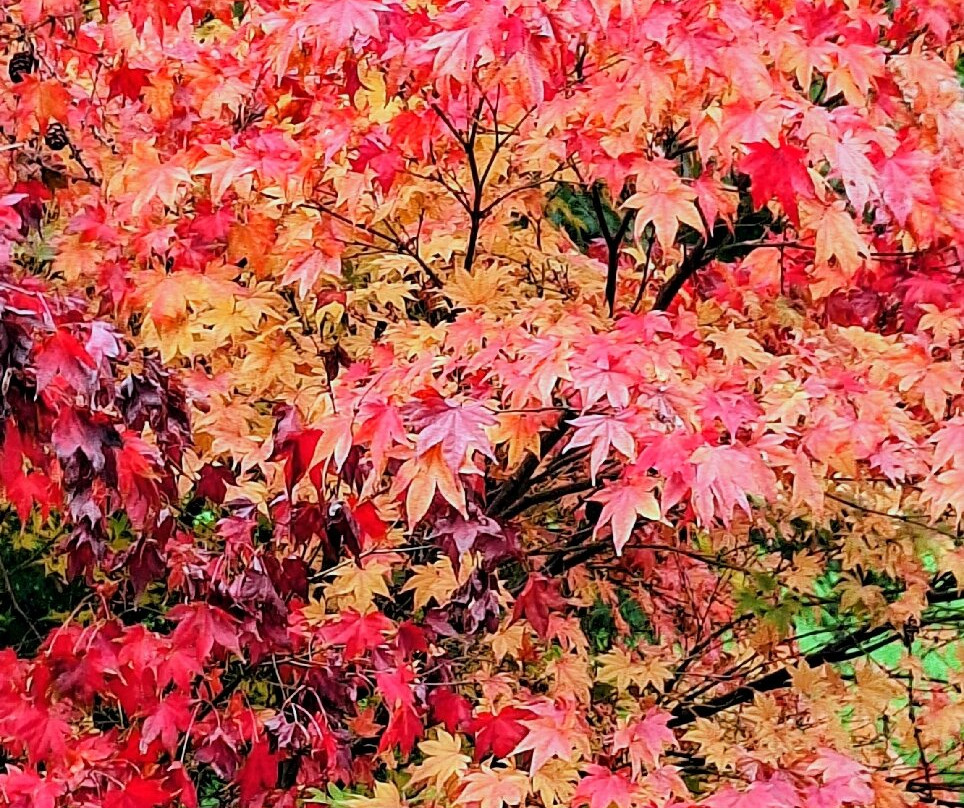 Westonbirt Arboretum-泰特伯里必去景点