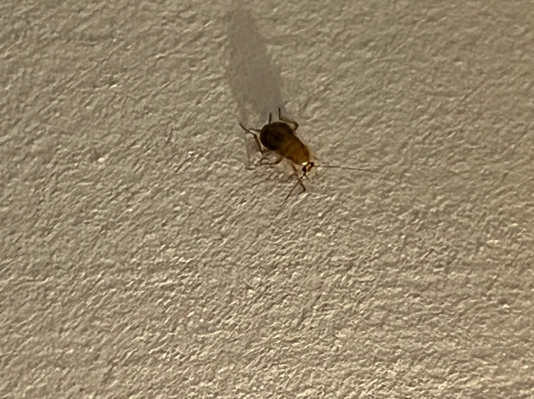 Village Normandy Garden Pierre & Vacances主图