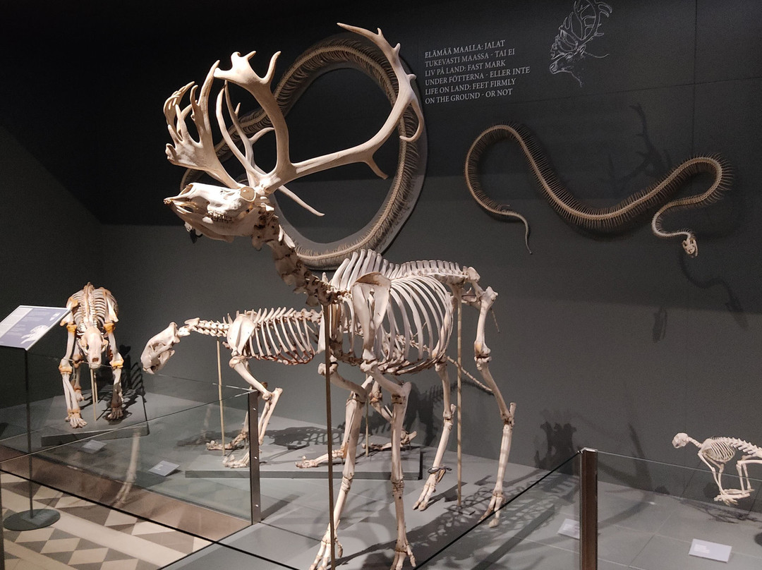 自然历史博物馆-赫尔辛基必去景点