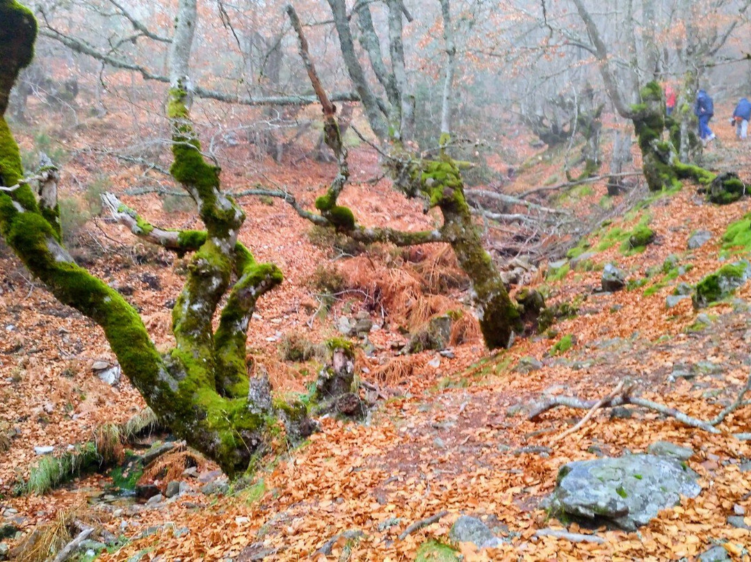 Hayedo de La Pedrosa-Riaza必去景点