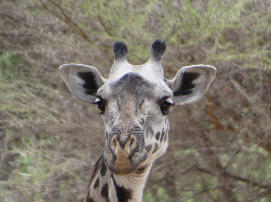 Tanzania Specialist-阿鲁沙必去景点