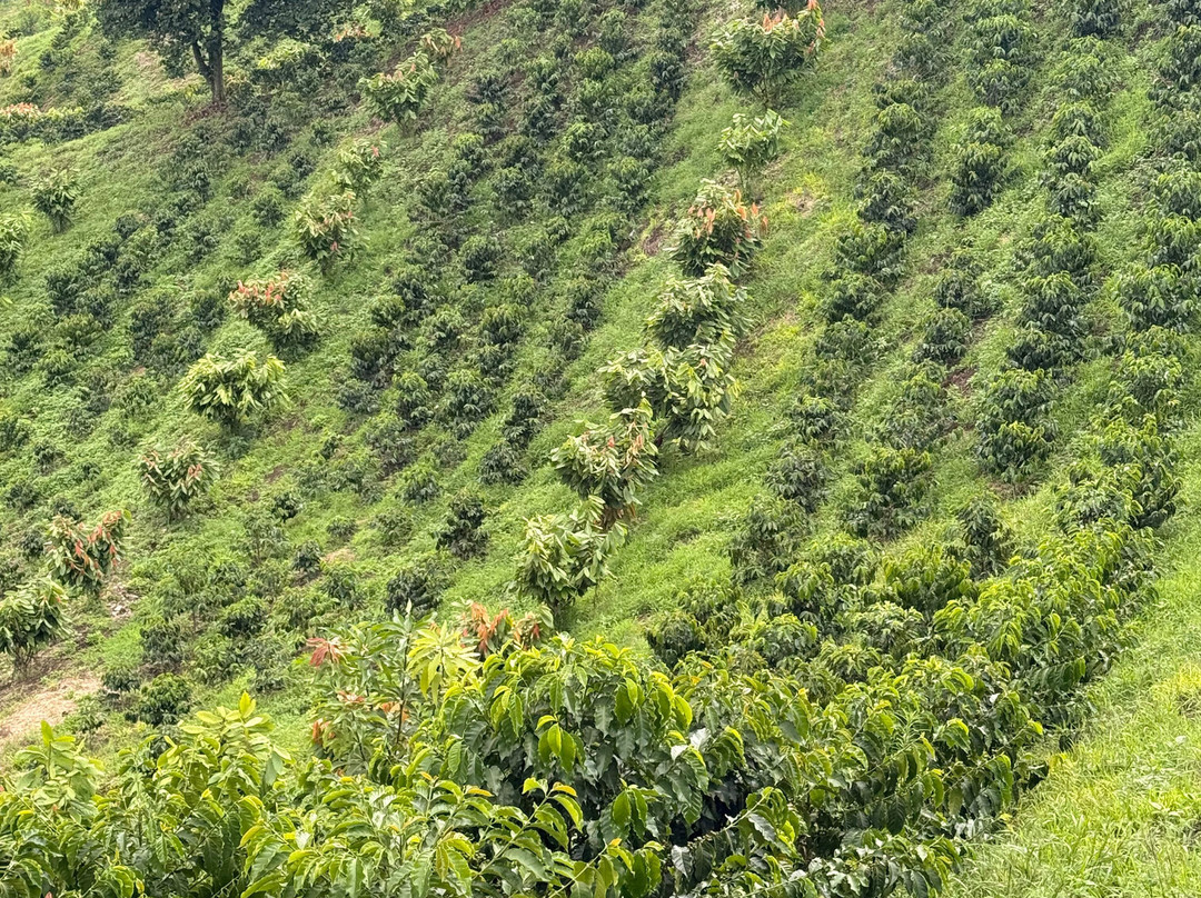 Finca Las Palmitas - Quindio-亚美尼亚必去景点