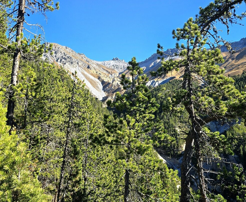 Swiss National Park (Parc Naziunal Svizzer)-Zernez必去景点