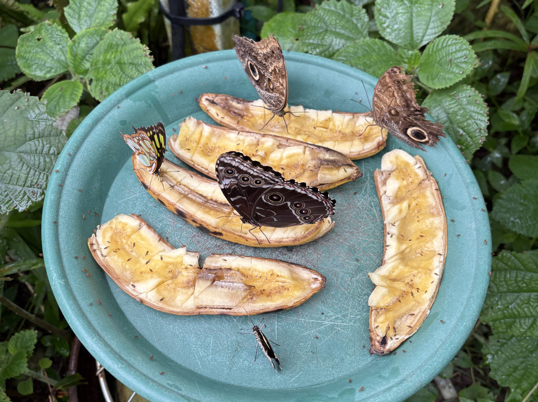 Wye Valley Butterfly Zoo-瓦伊河畔罗斯必去景点