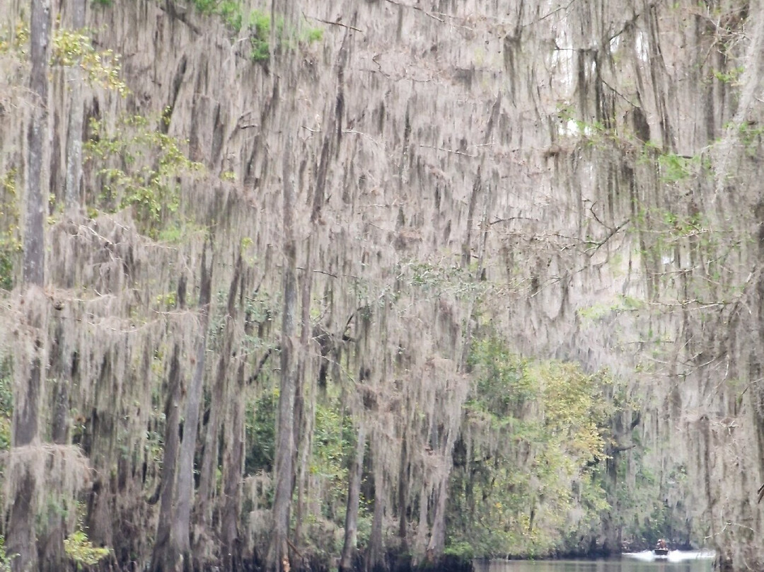 Mossy Brake Camp Swamp Tours
