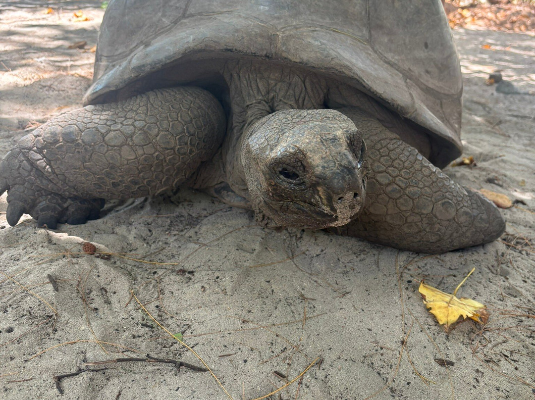 Geoli Charters-Anse la Blague必去景点