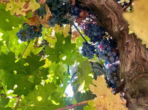 Grapeline Wine Tours-特曼库拉必去景点