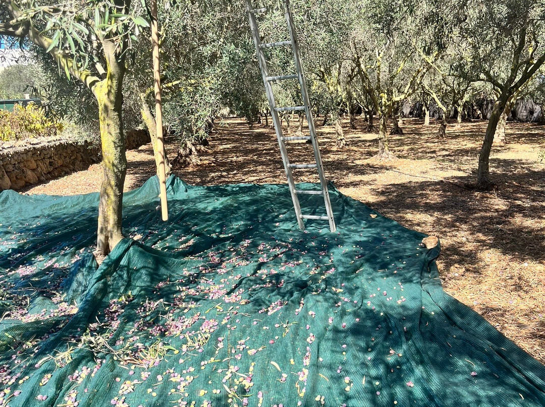 枫树农场住宿加早餐旅馆主图