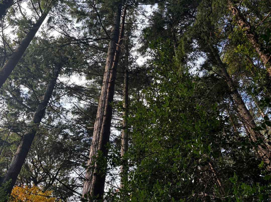 Glen Of The Downs Nature Reserve-Delgany必去景点