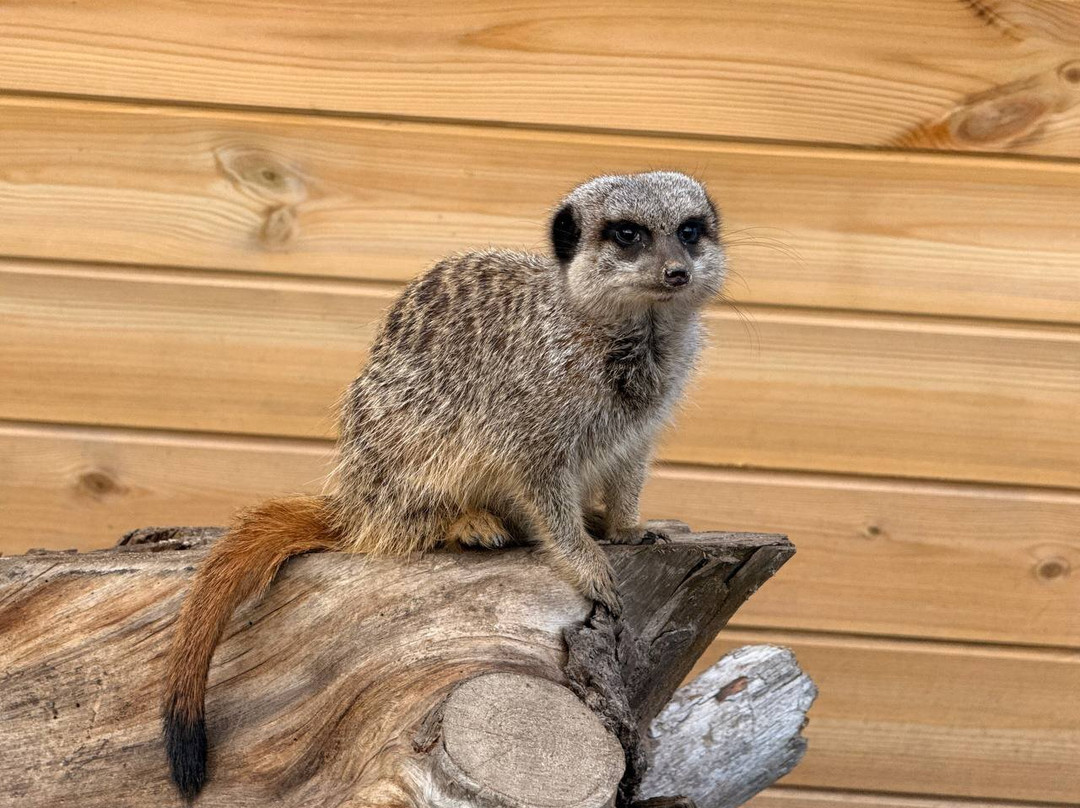 White Elm Garden Centre & Tea Room-Bicknacre必去景点