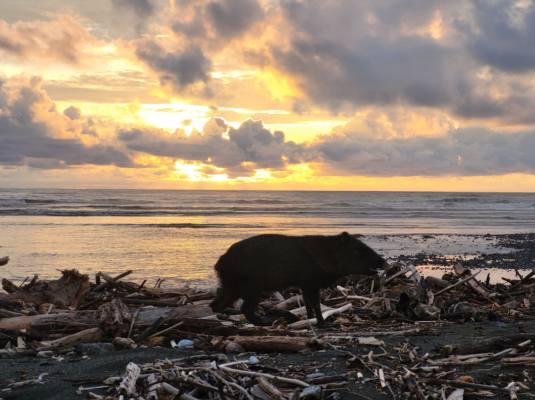Surcos Tours-希门尼斯港必去景点