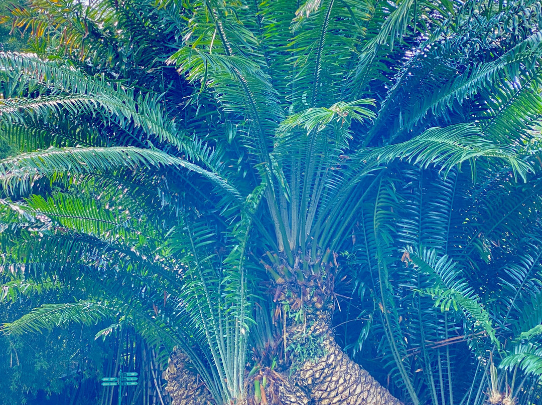 Royal Botanic Gardens Peradeniya-康提必去景点