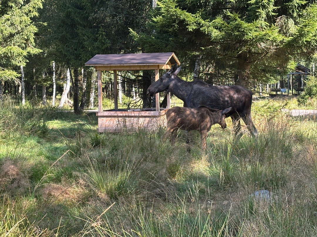 Smålandet Markaryds Älgsafari-Markaryd必去景点