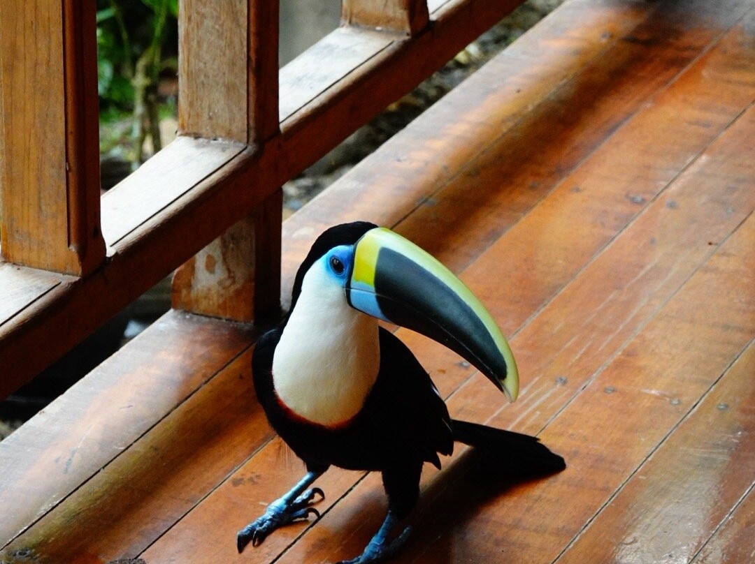 Inkamazonia Jungle Specialist-Manu必去景点