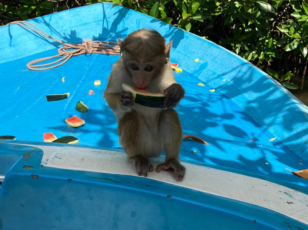 Liam Boat Safari-尼甘布必去景点