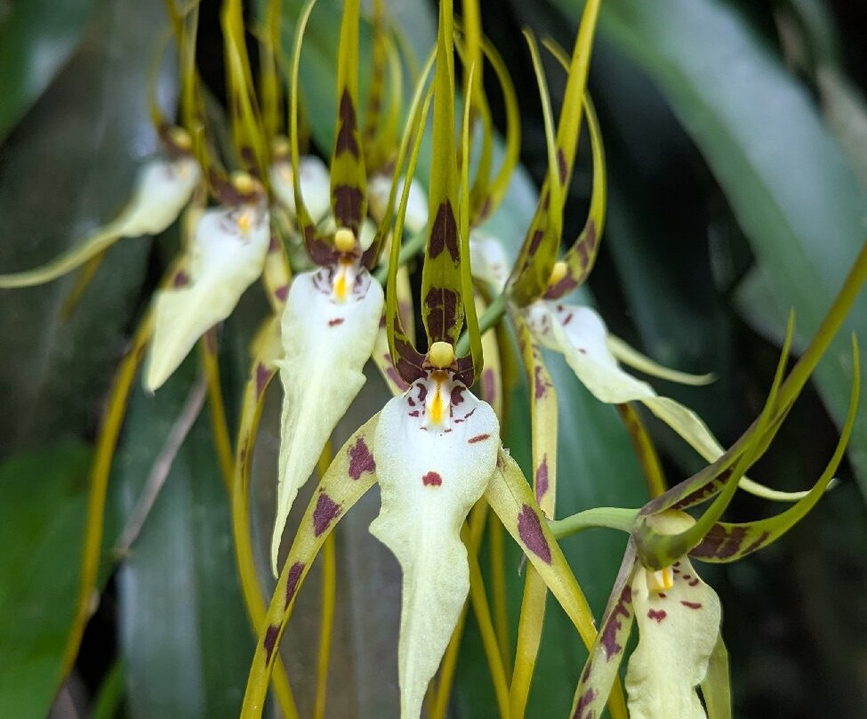 Monteverde Orchid Garden-圣埃伦娜必去景点