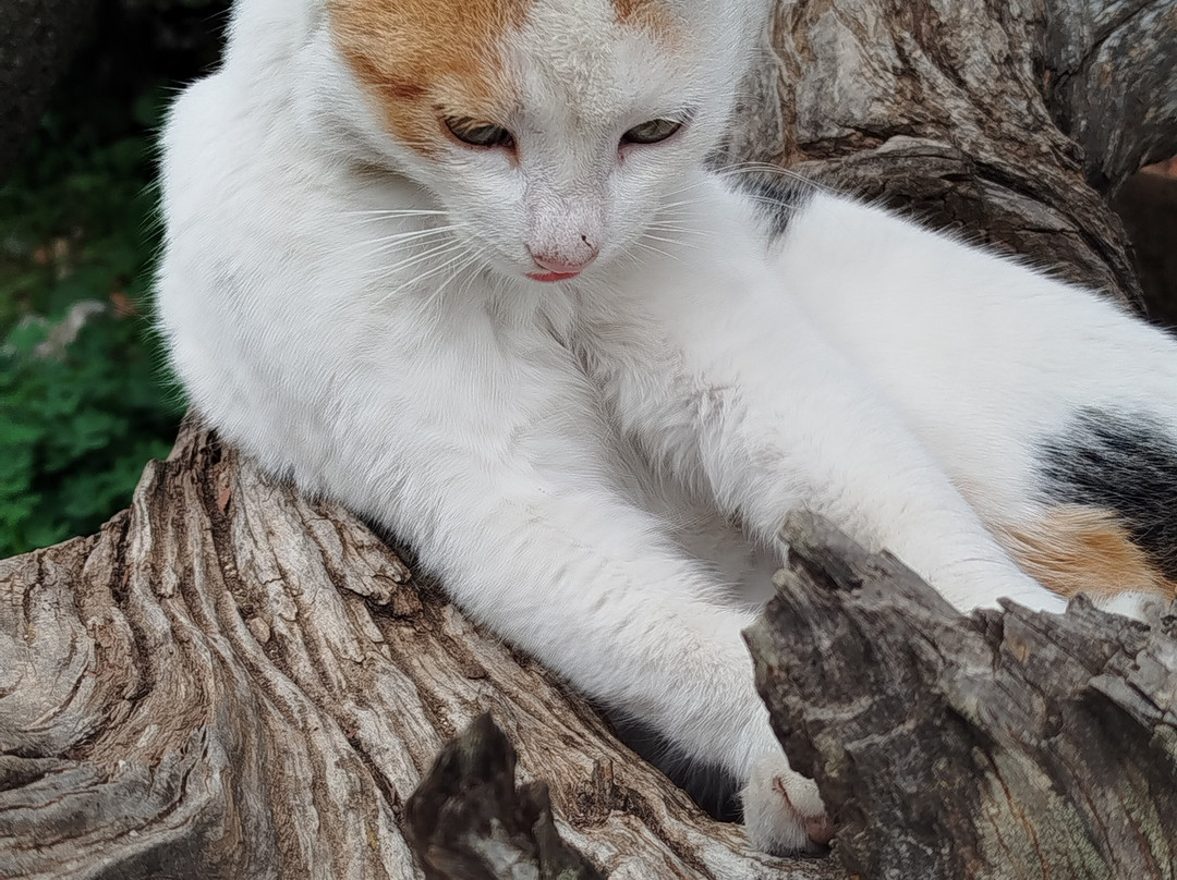 Guesthouse Alonia主图