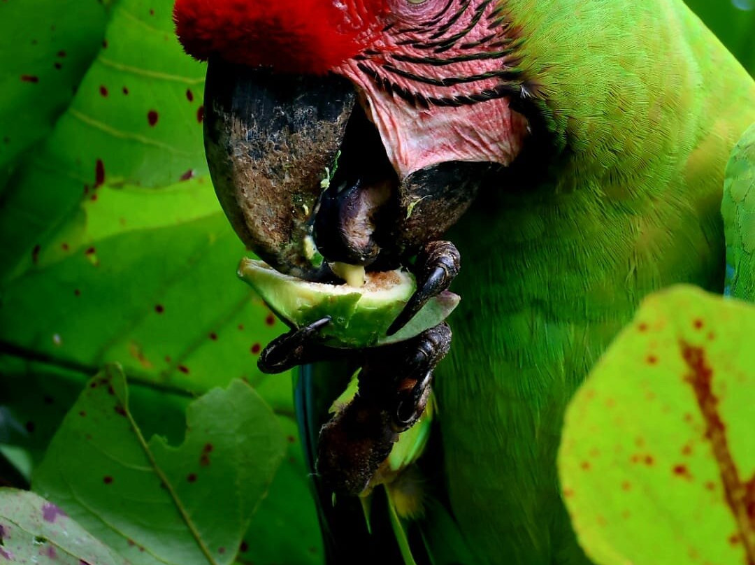 Pizote Tours-Boca Tapada必去景点